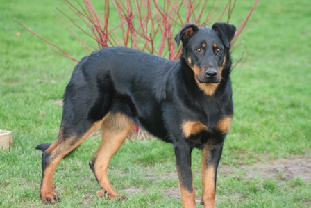Cheyenne des Confins du Bessin