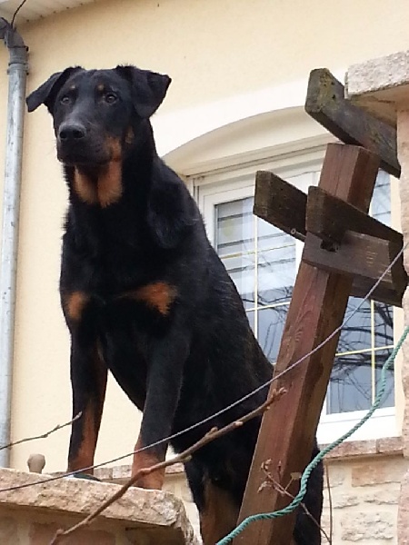 Juno des Confins du Bessin