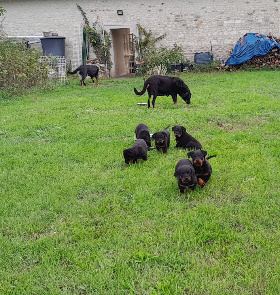 chiots a reserver