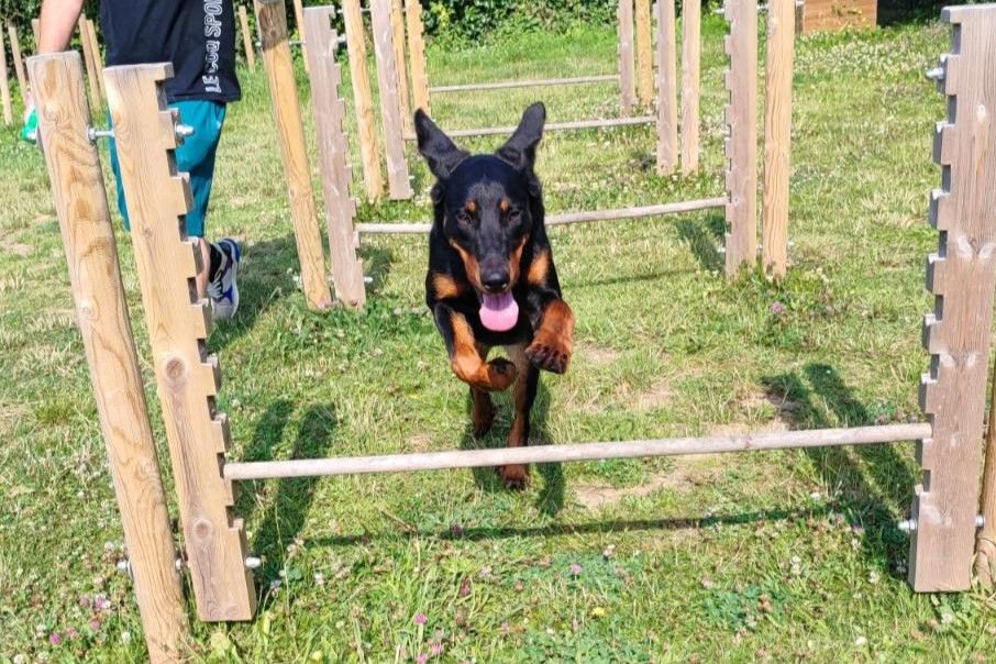 les chiens  nes a la maison