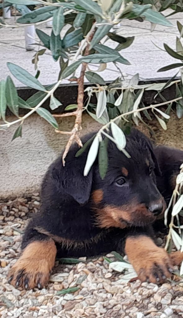 des Confins du Bessin - Chiots disponibles - Berger de Beauce