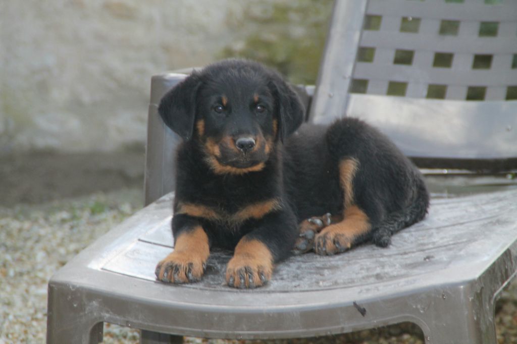 des Confins du Bessin - Chiots disponibles - Berger de Beauce