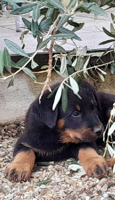 CHIOT